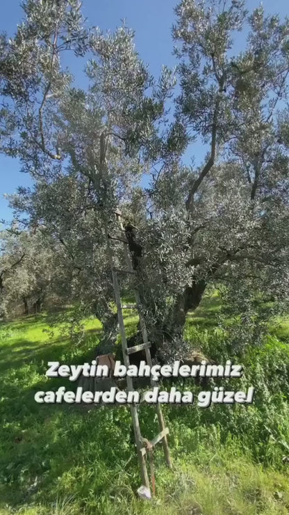 4 Adet Premium Erken Hasat Soğuk Sıkım Zeytinyağı • 5 lt